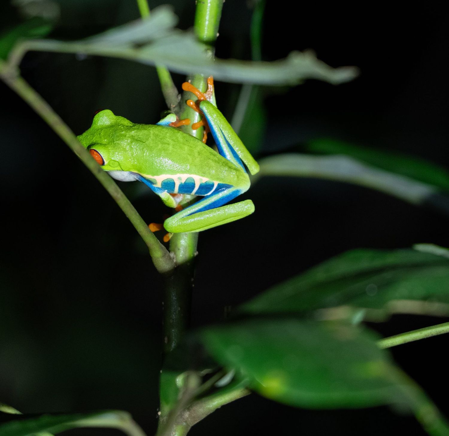 A red-eyed tree frog gripping a stem at night